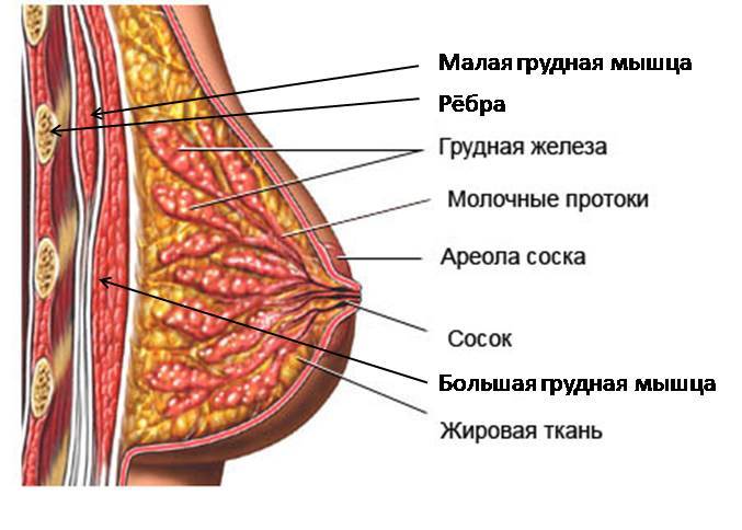 Красивая и естественная форма груди - это символ женской красоты и мечта многих женщин.